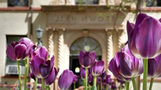 布朗大厅前的紫色花朵